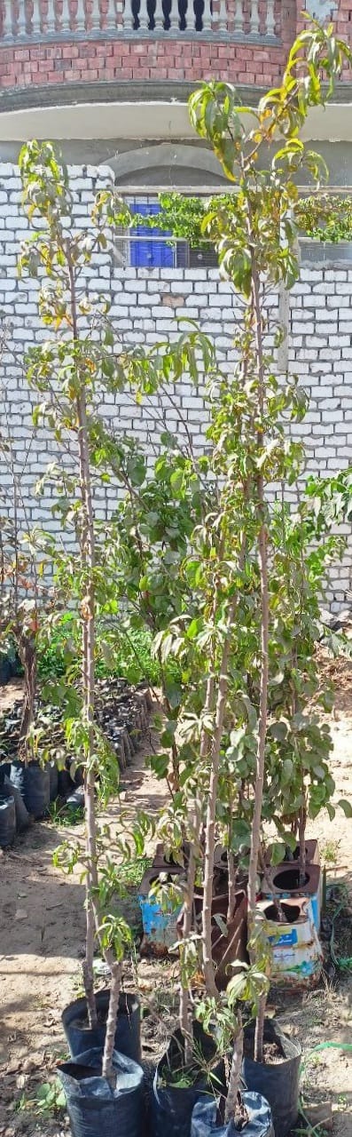 Peach Seedling