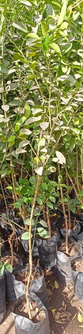 Benzheir lemon Seedling