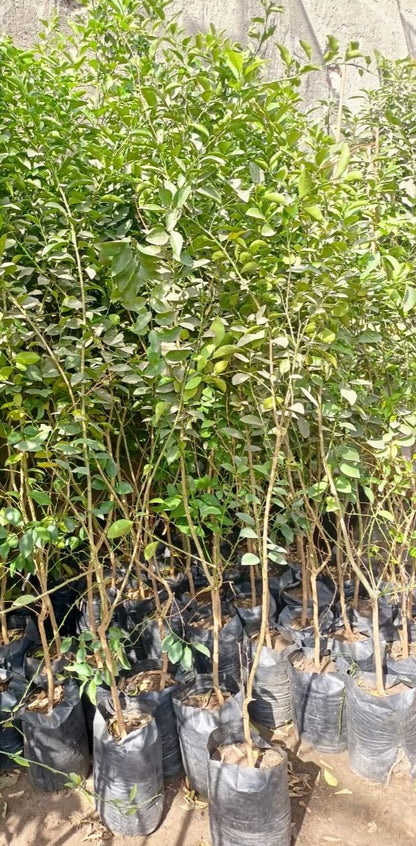 Benzheir lemon Seedling