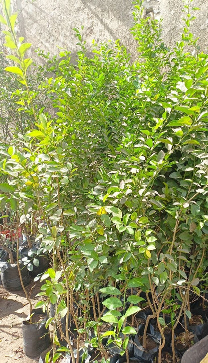 Benzheir lemon Seedling