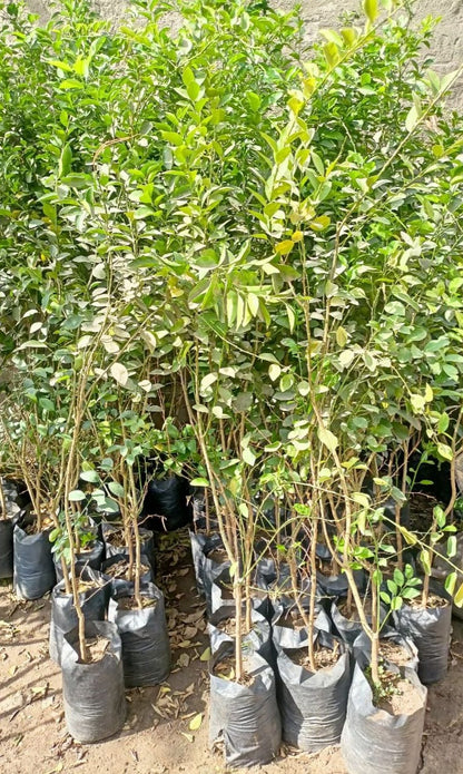 Benzheir lemon Seedling