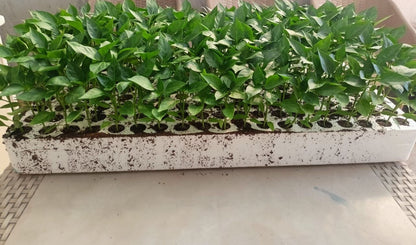 شتلة طماطم شيرى 