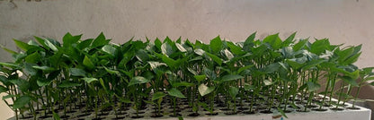 شتلة طماطم شيرى 