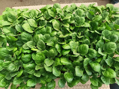 Eggplant Petra seedling