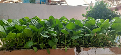 Eggplant Petra seedling