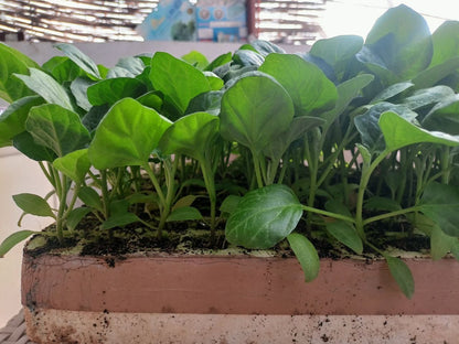 Eggplant Petra seedling