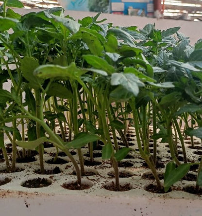 Lujin Tomatoes seedling