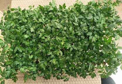 Lujin Tomatoes seedling