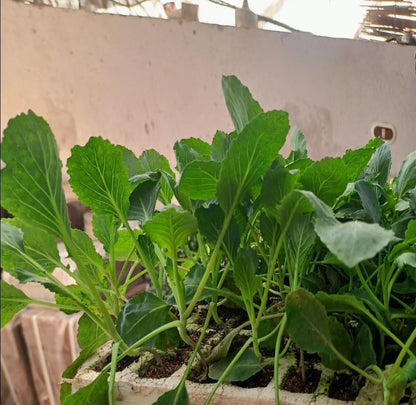 Cabbage seedling
