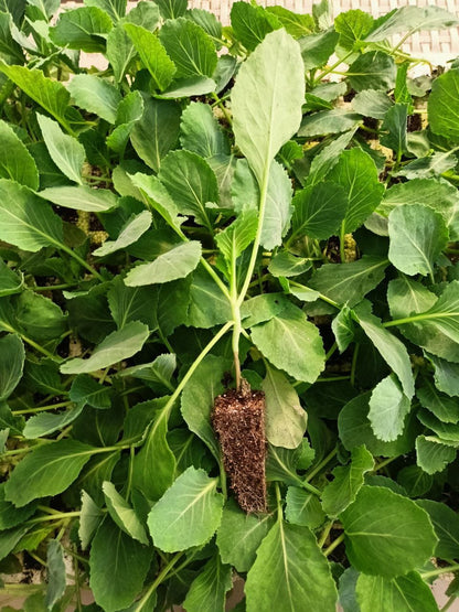 Cabbage seedling