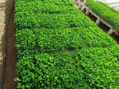 Lettuce Hulandaa Seedling