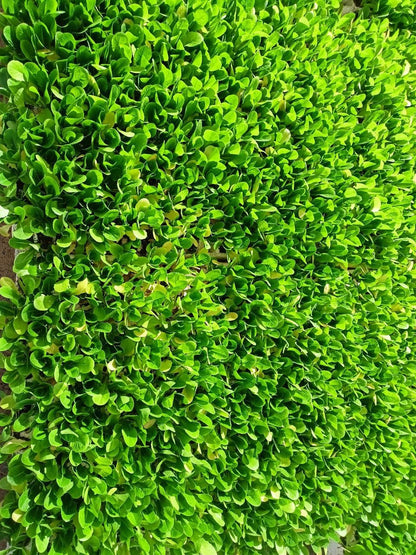 Lettuce Hulandaa Seedling