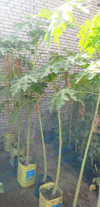 شتلة بابايا ريد ليدى 