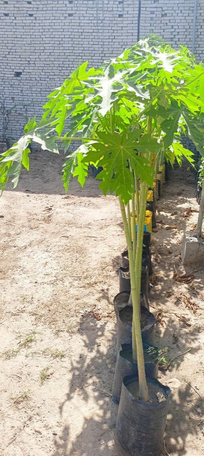 شتلة بابايا ريد ليدى 