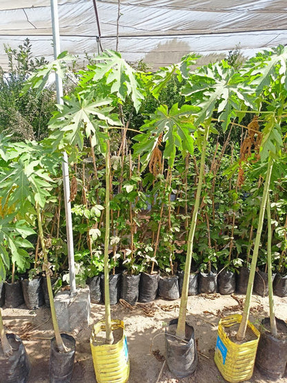 شتلة بابايا ريد ليدى 