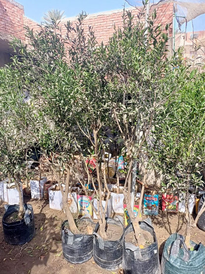 Yusufi Baladi Seedling