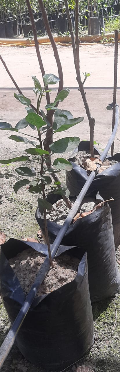 Pistachio Seedling
