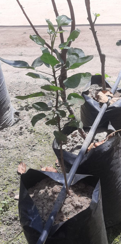 Pistachio Seedling