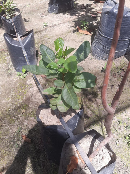 Pistachio Seedling