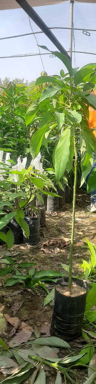 Red avocado seedling
