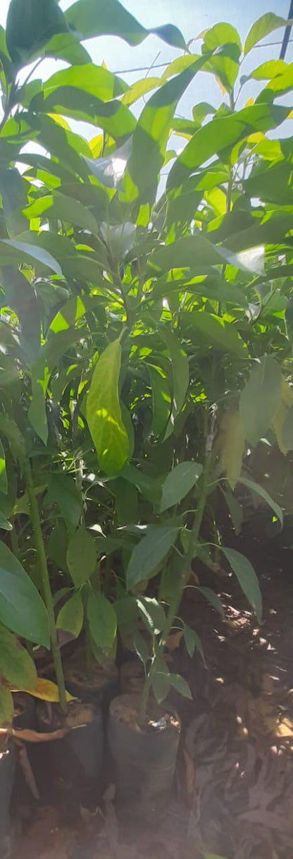 Red avocado seedling