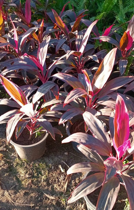 Kordalin seedling