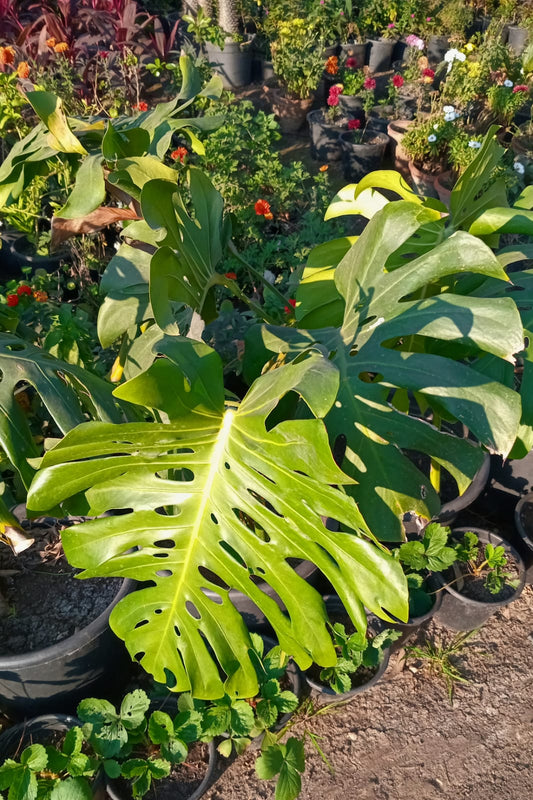 Monstera seeding