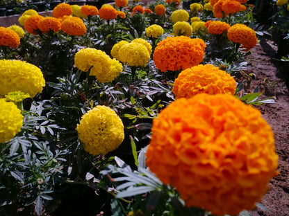 Marigold (Al-Qatifah)