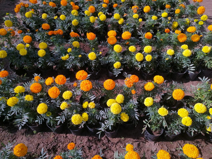 Marigold (Al-Qatifah)