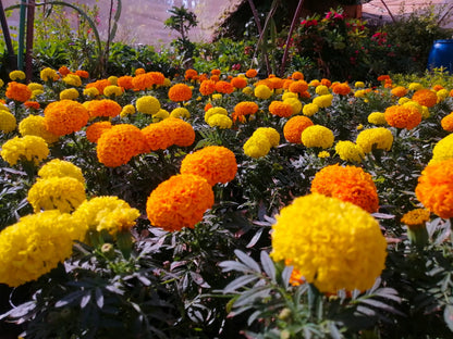 Marigold (Al-Qatifah)
