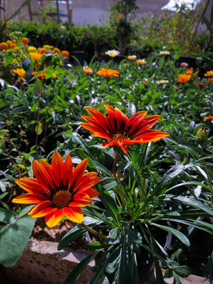 Gazania plant