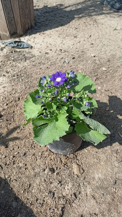 Cineraria Plant