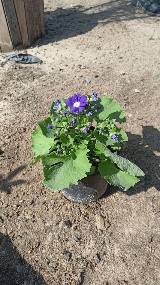 Cineraria Plant