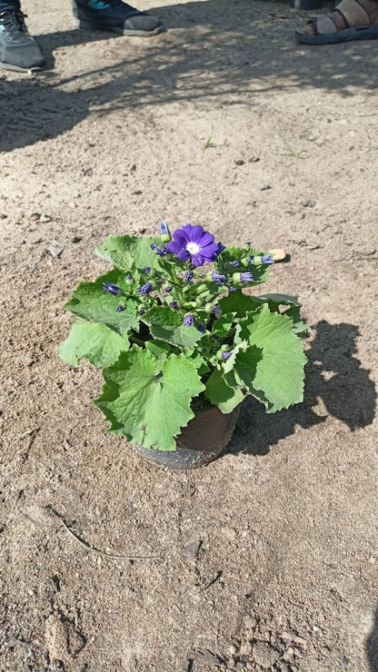 Cineraria Plant