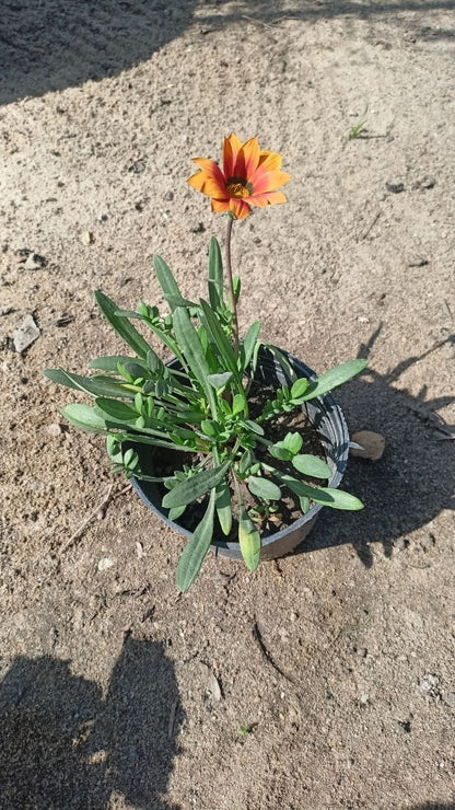 Gazania plant