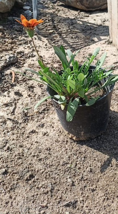 Gazania plant