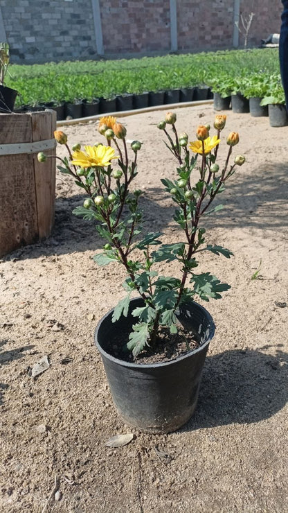 Chrysanthemum plant