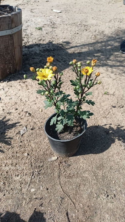 Chrysanthemum plant