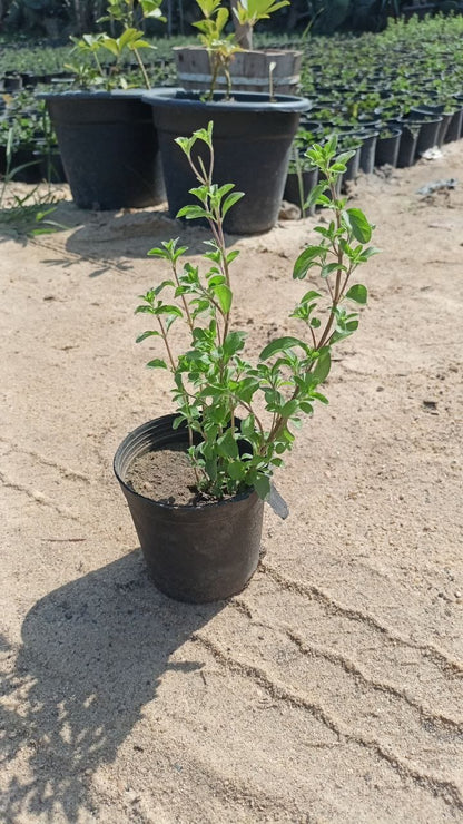 Marjoram plant