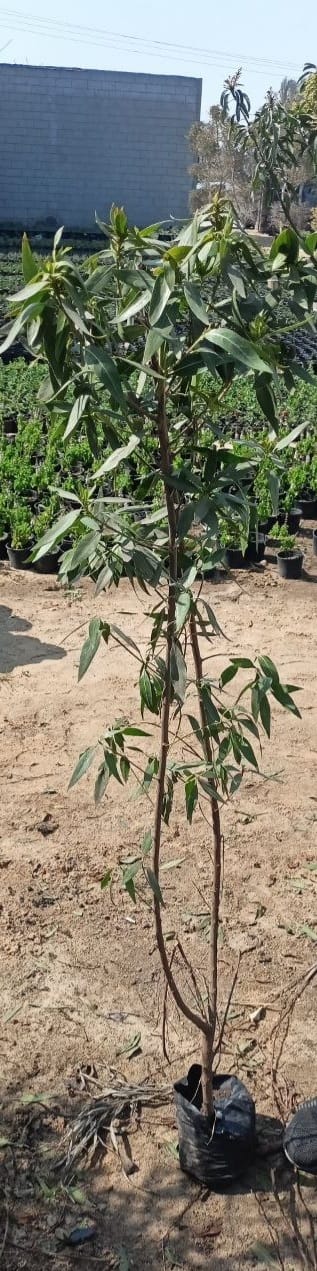 Conocarpus plant