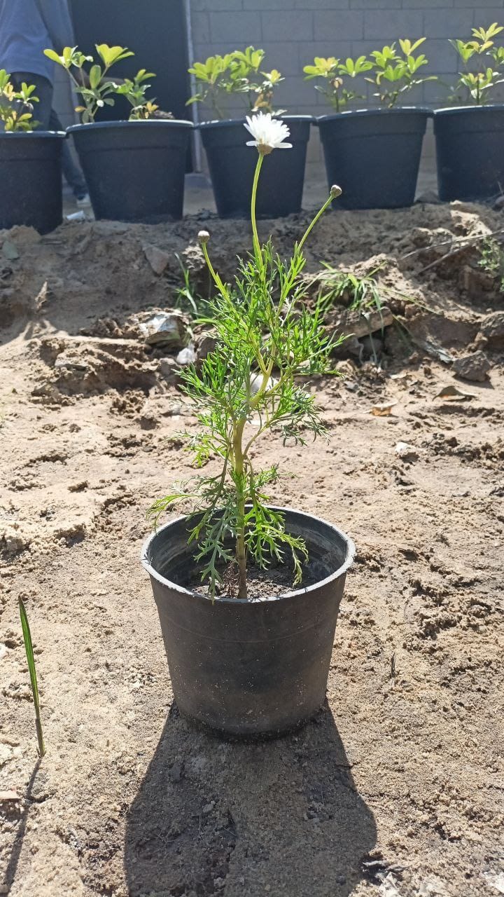Mendelian plant