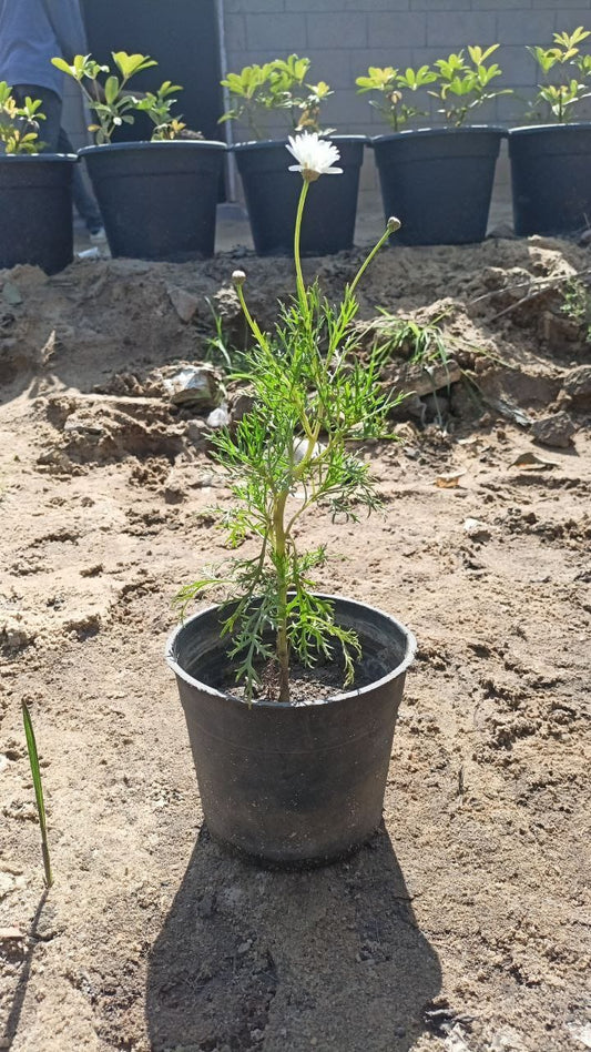 Mendelian plant
