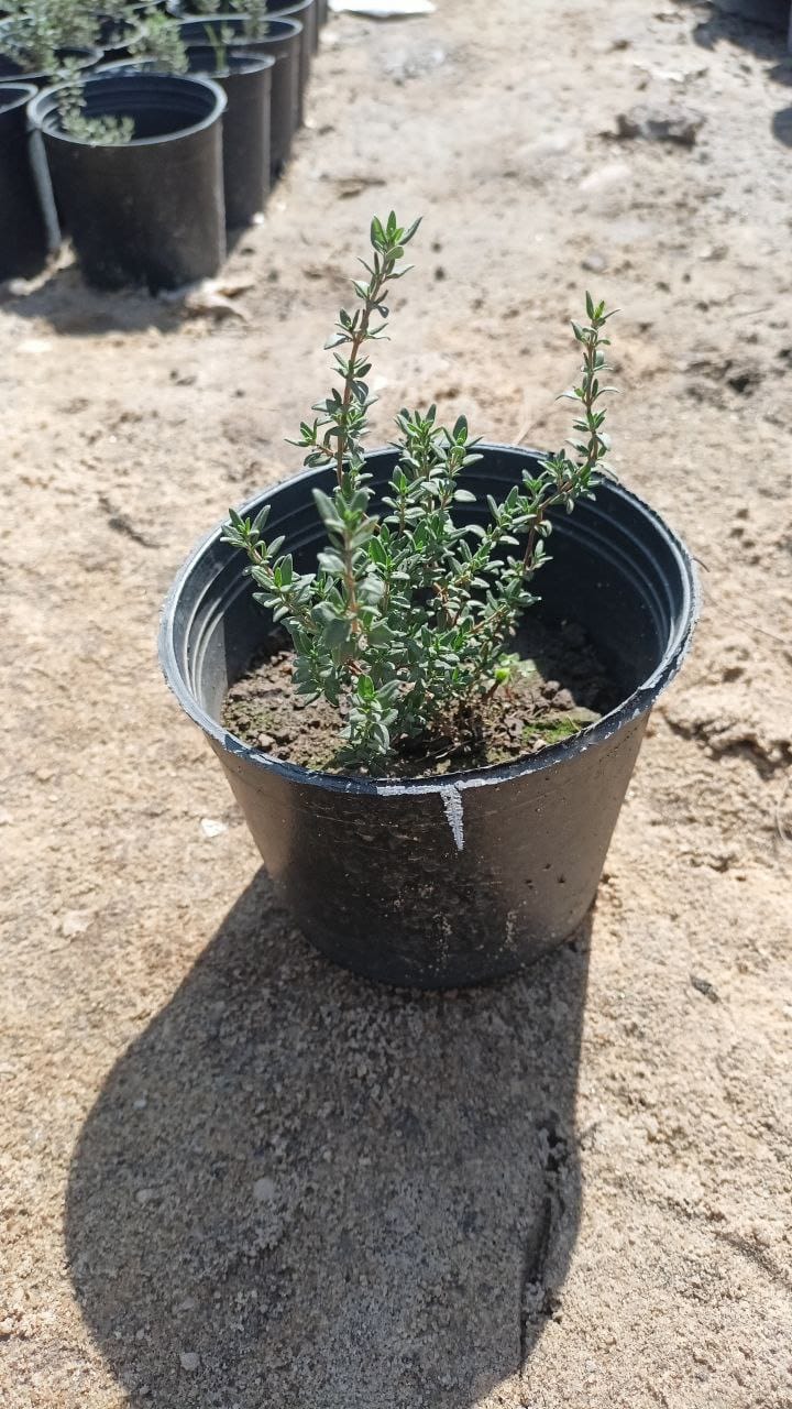 نبات زعتر 