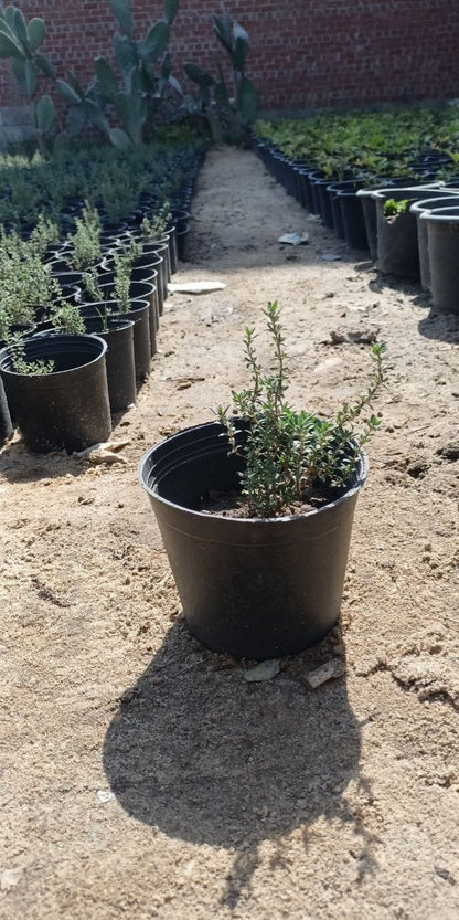 Thyme plant