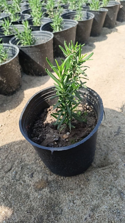 Rosemary plant