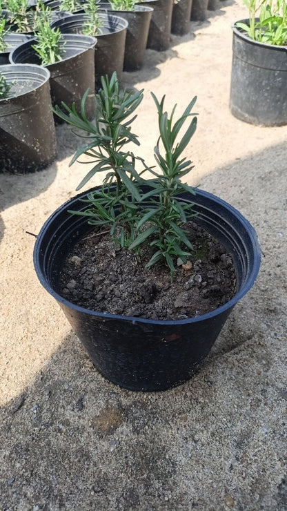 Rosemary plant