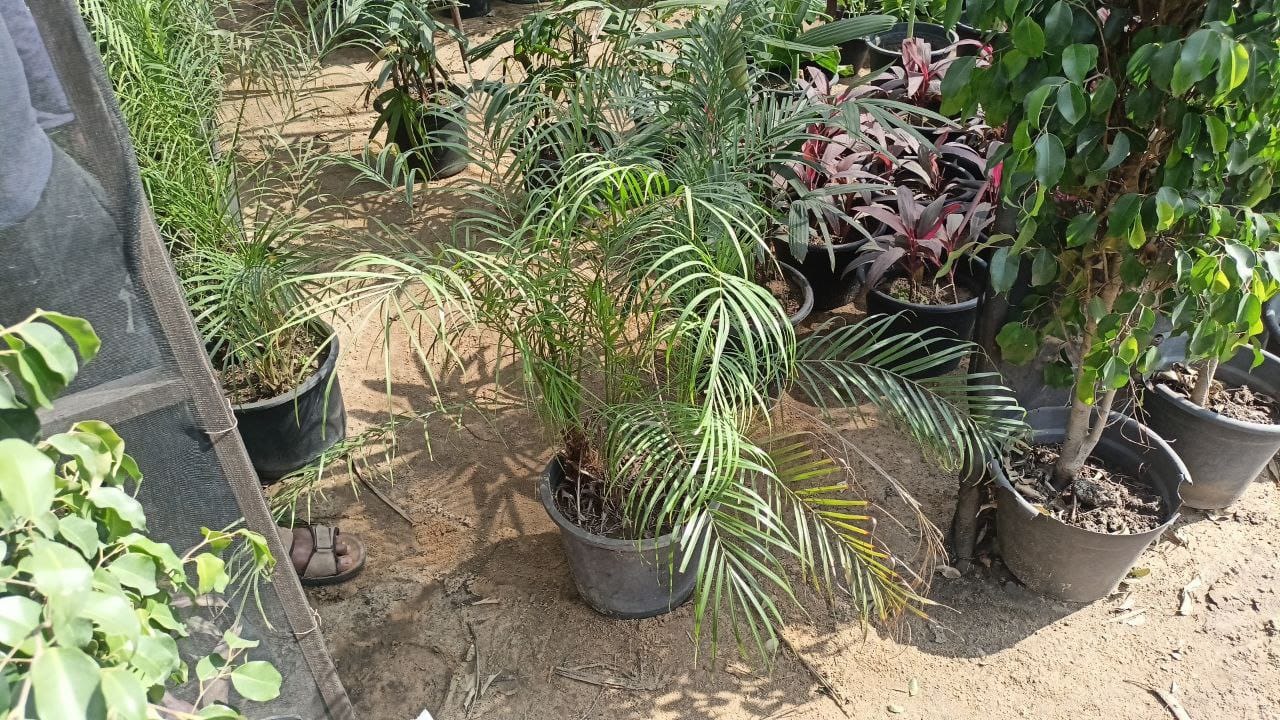 roebelenii plant