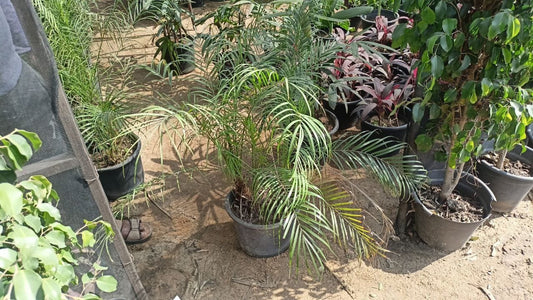 roebelenii plant