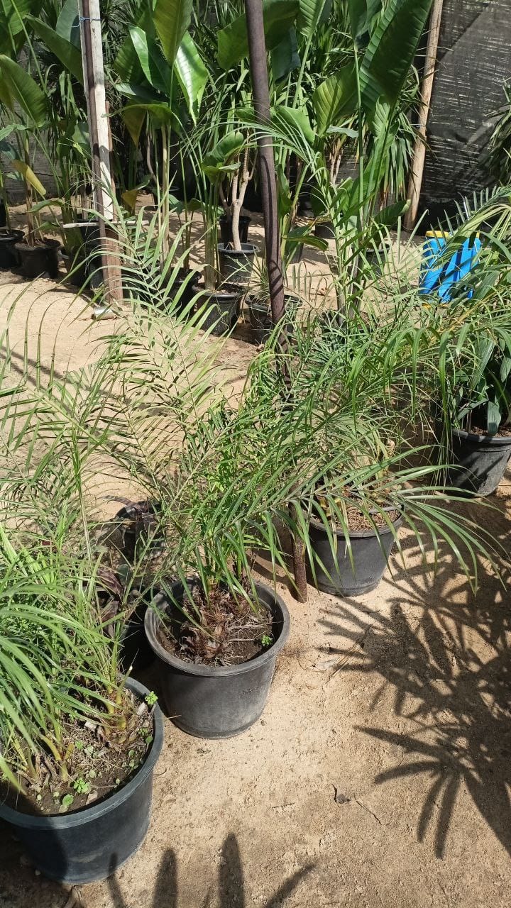roebelenii plant