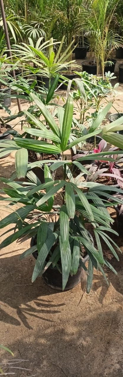 Rabis plant